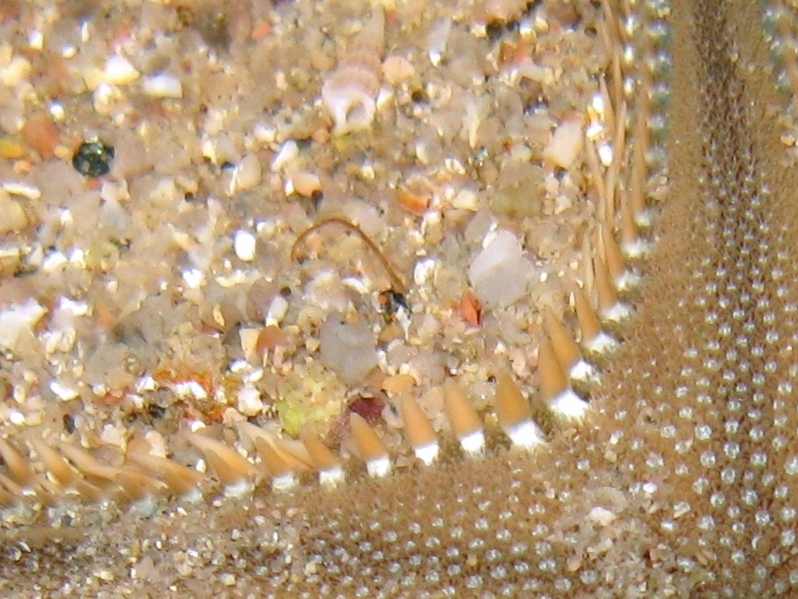 Astropecten platyacanthus (Philippi, 1837)